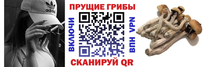 Псилоцибиновые грибы мицелий Яблоновский